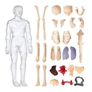 Transparent Human Anatomy Model