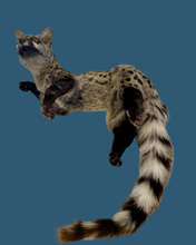 Load image into Gallery viewer, Cape Genet Taxidermy
