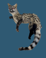 Load image into Gallery viewer, Cape Genet Taxidermy

