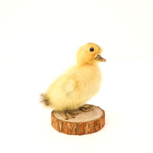 Load image into Gallery viewer, Taxidermy Peking Duckling - Mounted
