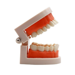 Adult Teeth Teaching Model