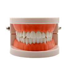 Load image into Gallery viewer, Adult Teeth Teaching Model
