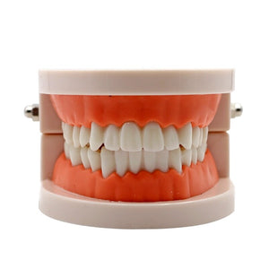 Adult Teeth Teaching Model