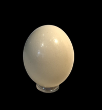 Load image into Gallery viewer, Genuine Ostrich Egg
