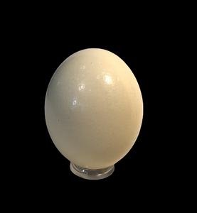 Genuine Ostrich Egg