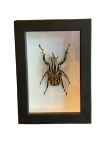 Rose Chafer Beetle - Framed