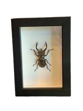 Load image into Gallery viewer, Tibetan Stag Beetle - Framed
