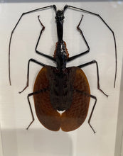 Load image into Gallery viewer, Violin Beetle-Framed
