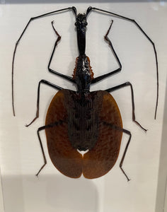 Violin Beetle-Framed