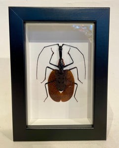 Violin Beetle-Framed