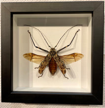 Load image into Gallery viewer, Framed Harlequin Beetle
