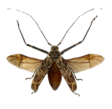 Load image into Gallery viewer, Framed Harlequin Beetle
