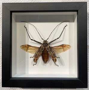 Framed Harlequin Beetle