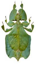 Load image into Gallery viewer, Framed  Giant Leaf Insect
