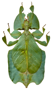 Framed  Giant Leaf Insect