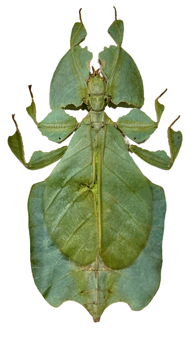 Framed  Giant Leaf Insect