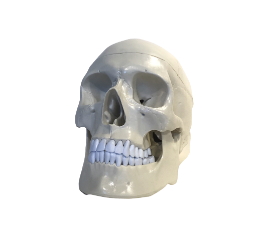 Anatomical Human Skull Model