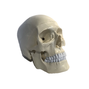 Anatomical Human Skull Model