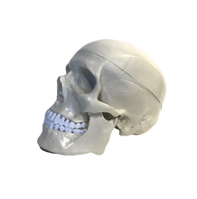 Load image into Gallery viewer, Anatomical Human Skull Model
