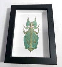 Load image into Gallery viewer, Framed  Giant Leaf Insect
