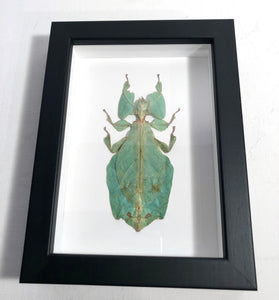Framed  Giant Leaf Insect
