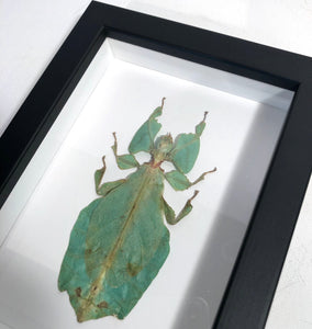 Framed  Giant Leaf Insect