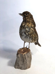Taxidermy Song Thrush