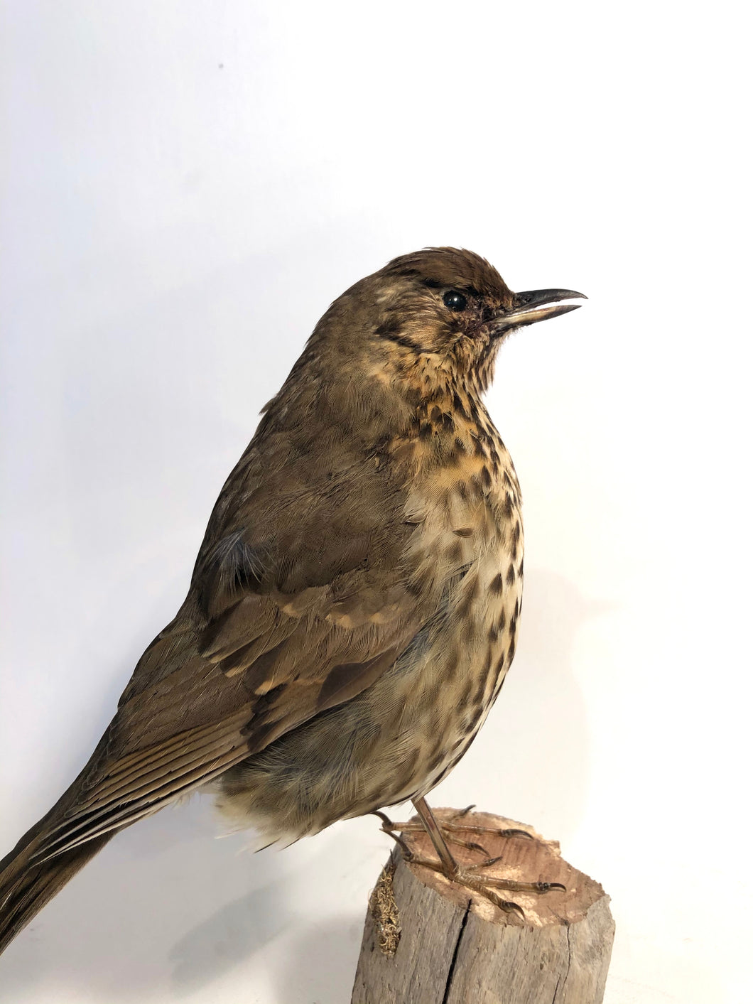 Taxidermy Song Thrush