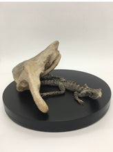 Load image into Gallery viewer, Juvenile Bearded Dragon - Antoinette Ratcliffe
