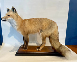 Australian Red Fox