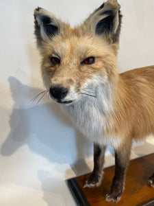 Australian Red Fox