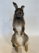 Load image into Gallery viewer, Wild Rabbit - Antoinette Ratcliffe
