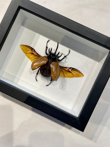 Five Horned Rhino Beetle-with open wings