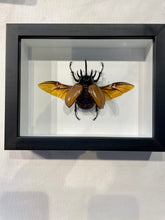 Load image into Gallery viewer, Five Horned Rhino Beetle-with open wings

