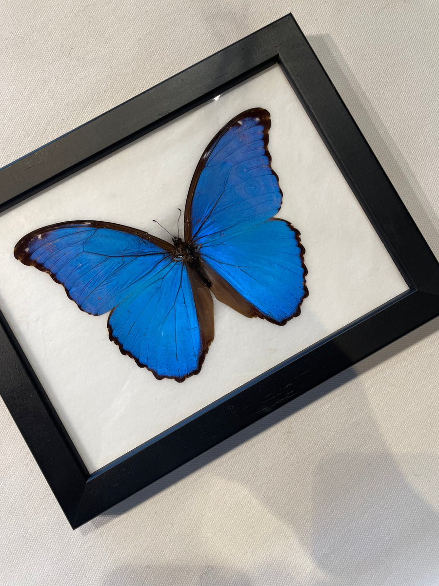 Giant blue morpho butterfly brown co wellington