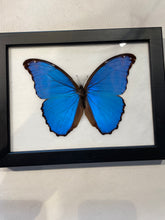Load image into Gallery viewer, Giant Blue Morpho Butterfly
