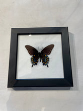 Load image into Gallery viewer, Pipevine Swallowtail Butterfly
