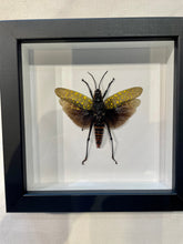 Load image into Gallery viewer, Northern Spotted Locust
