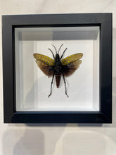 Load image into Gallery viewer, Northern Spotted Locust
