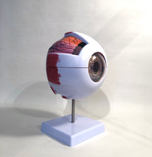 Load image into Gallery viewer, Giant Eyeball Model
