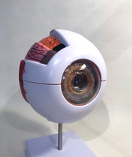 Load image into Gallery viewer, Giant Eyeball Model
