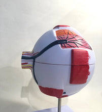 Load image into Gallery viewer, Giant Eyeball Model
