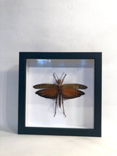 Load image into Gallery viewer, Mango Locust - Framed
