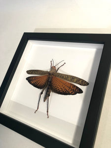 Mango Locust - Framed