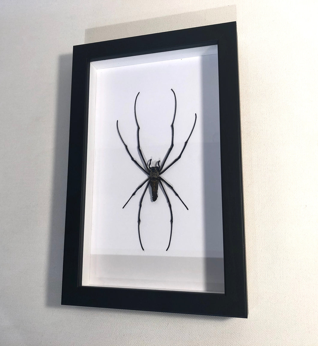 Golden Orb Web Spider - Framed