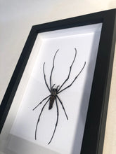 Load image into Gallery viewer, Golden Orb Web Spider - Framed

