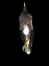 Load image into Gallery viewer, Myna Bird Study Skin - Antoinette Ratcliffe
