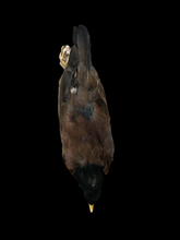 Load image into Gallery viewer, Myna Bird Study Skin - Antoinette Ratcliffe
