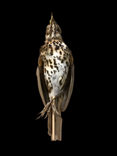 Load image into Gallery viewer, Song Thrush Study Skin - Antoinette Ratcliffe
