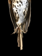 Load image into Gallery viewer, Song Thrush Study Skin - Antoinette Ratcliffe
